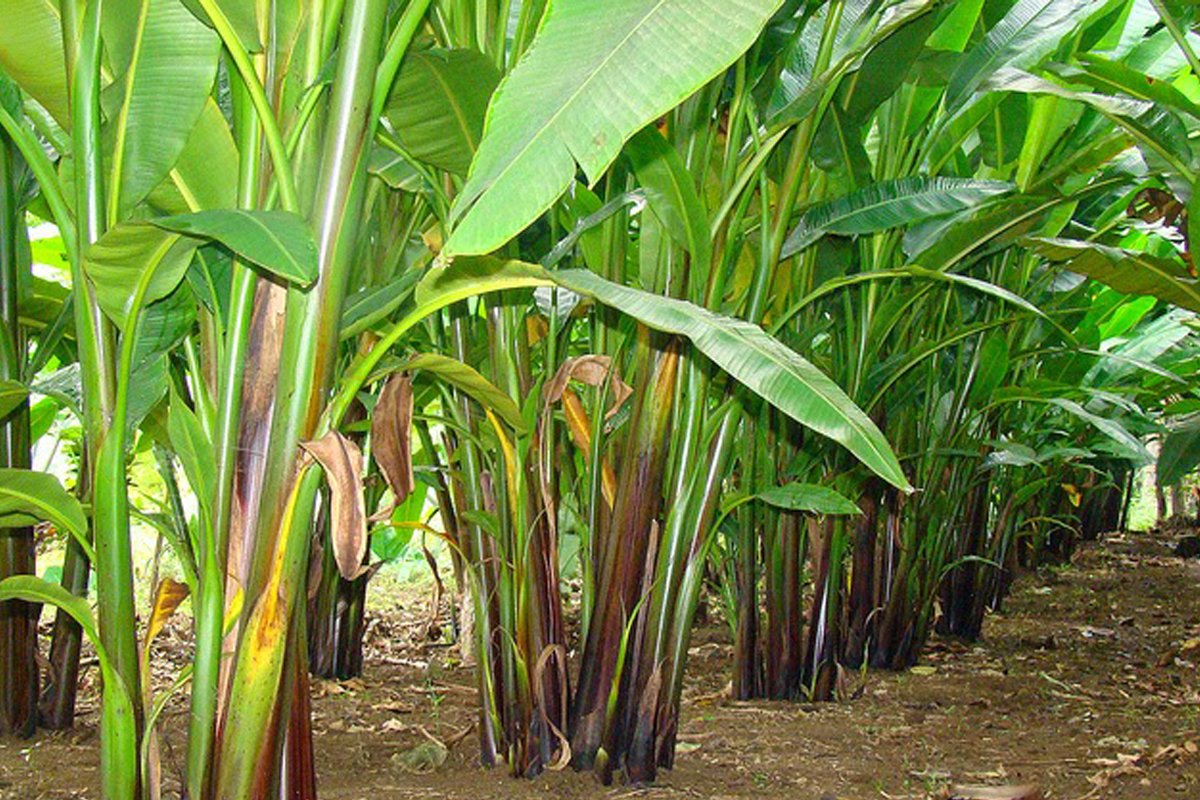 Jap-affiliated Company Wants to Develop 10,000-Hectare Abaca Plant in Marawi