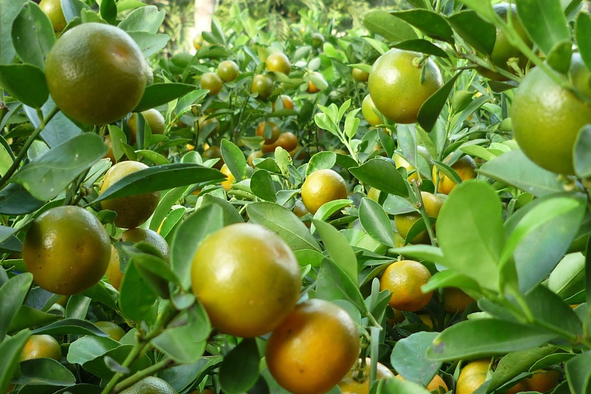 Calamansi Juice Production Next Project for Basilan Farmers