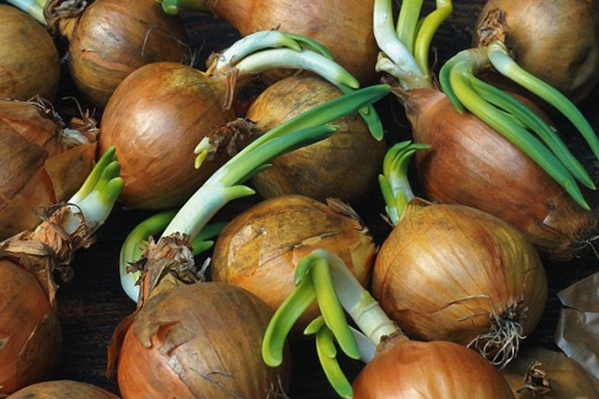 Miagao’s Onion Farmers Expecting Bountiful Harvest
