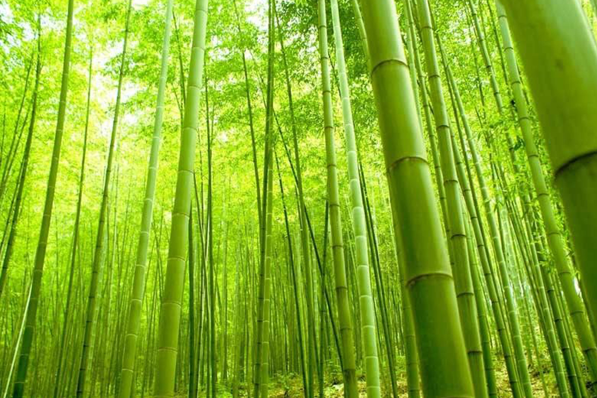 DENR Plans to Cover 15,000 Hectares of Land with Bamboo through national greening program