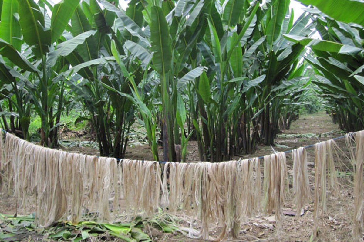 P180-M aid to give boost to Agusan del Norte abaca farmers