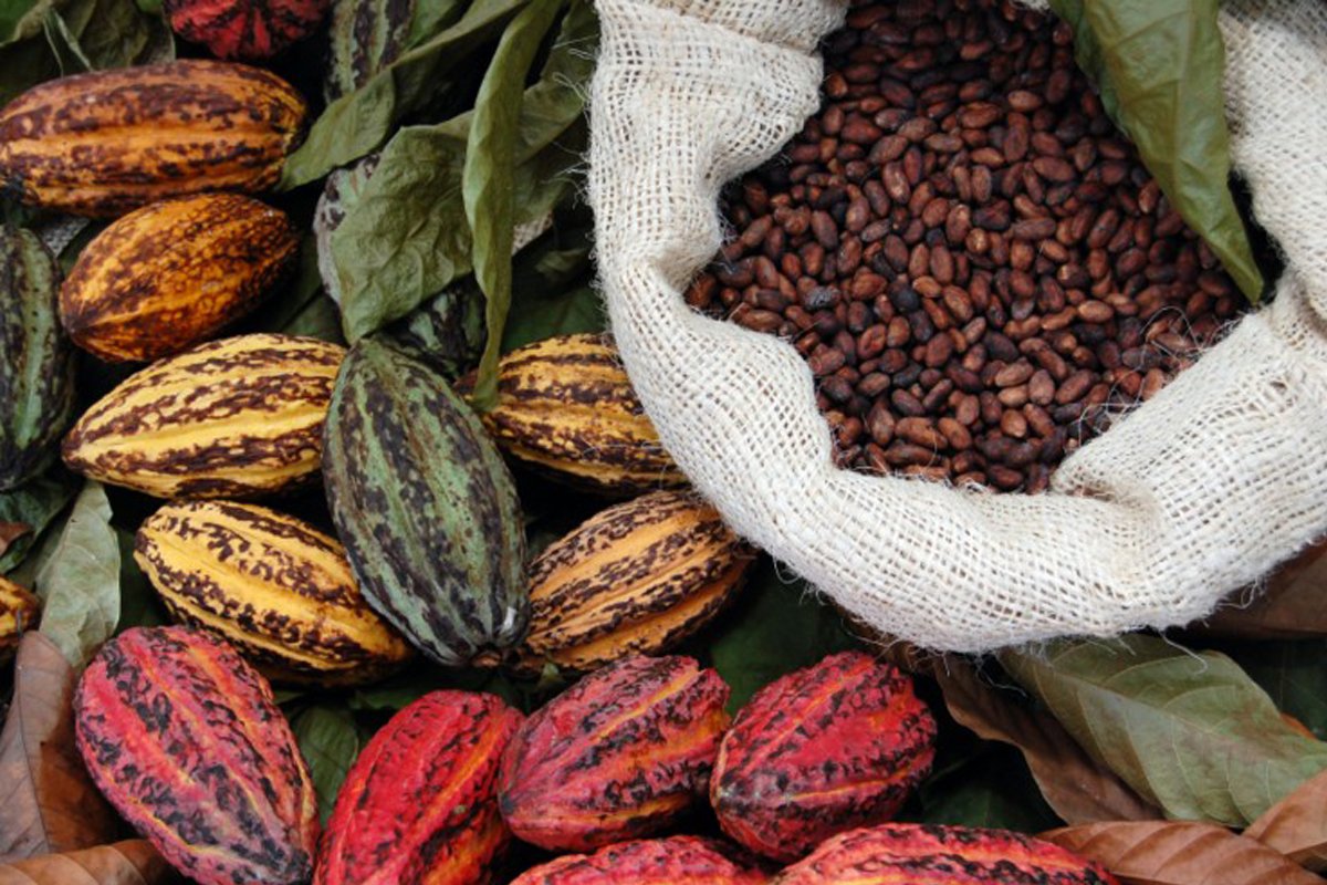 P1-B Investment for Cacao Production in ARMM Provided by Local Firm