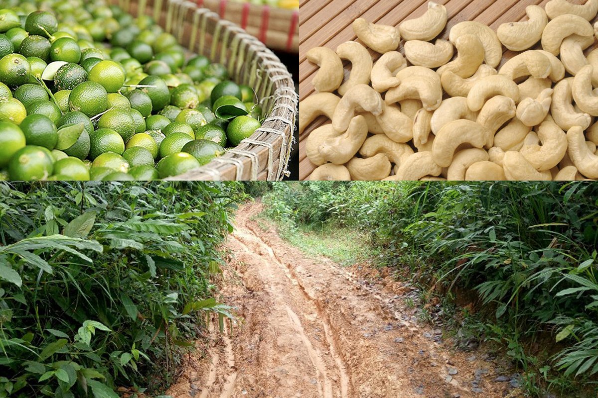 More infra support for MIMAROPA cashew, calamansi industries