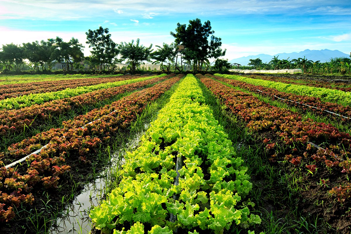 Negros Occ set to continue developing its organic agri industry