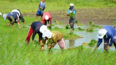 Almost 50k Negrense Farmers and Fisherfolk Benefi from Crop Insurance Subsidy