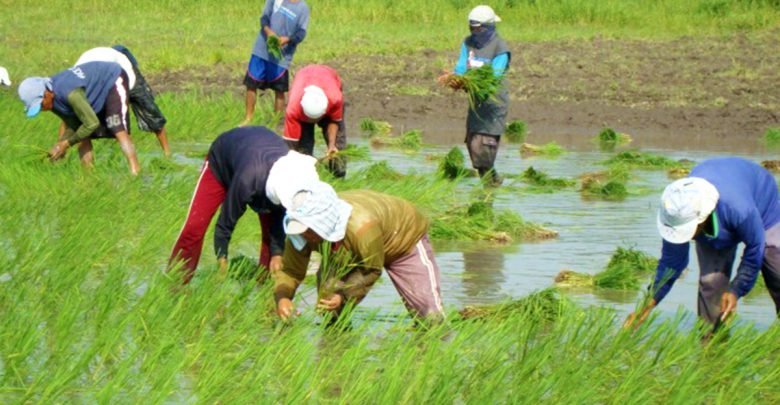 Almost 50k Negrense Farmers and Fisherfolk Benefi from Crop Insurance Subsidy
