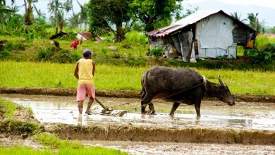 DA: Easy Loans Now Available to Rice Farmers