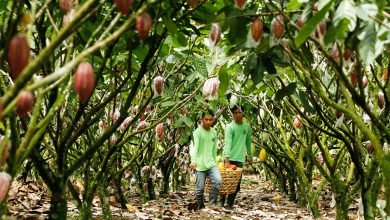 Puentespina’s Malagos farm joins list of int'l heirloom cacao producers