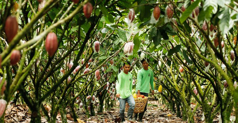 Puentespina’s Malagos farm joins list of int'l heirloom cacao producers