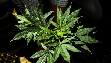 PH set to blaze into medical marijuana legislation