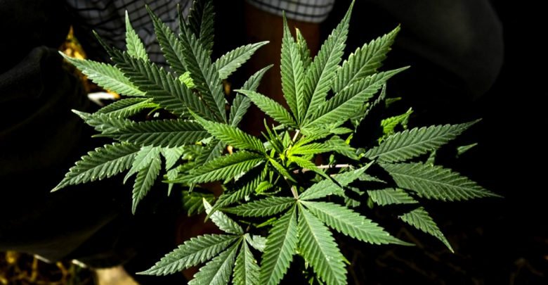 PH set to blaze into medical marijuana legislation