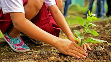 DENR, DepEd, pushing to plant trees in schools