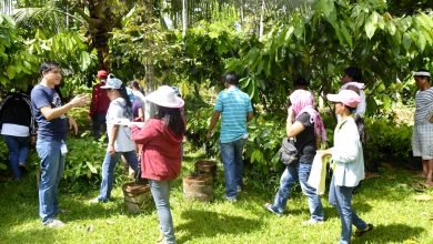 Filipino farmer’s cacao beans recognized best among the world in Paris