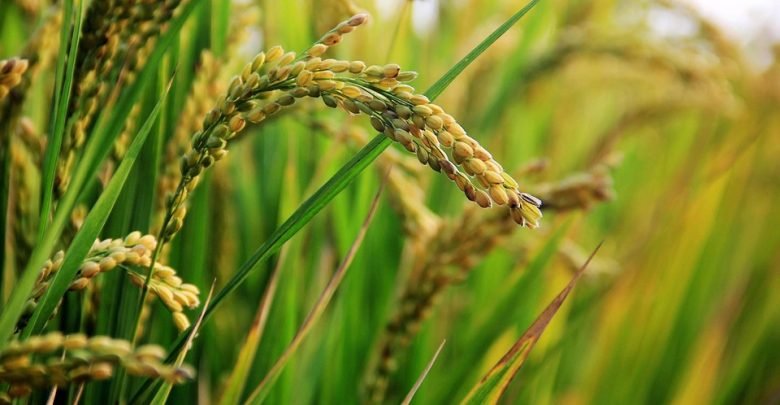 Rice Tariffication Law Provides Silver Lining for Farmers