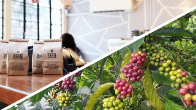 Bukidnon and Sagada Coffee Take Home 2019 Awards in Milan for Coffee Roasters