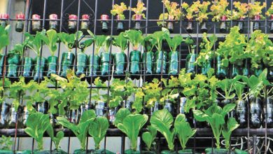2021: A Promising Year for Urban Gardening in the PH