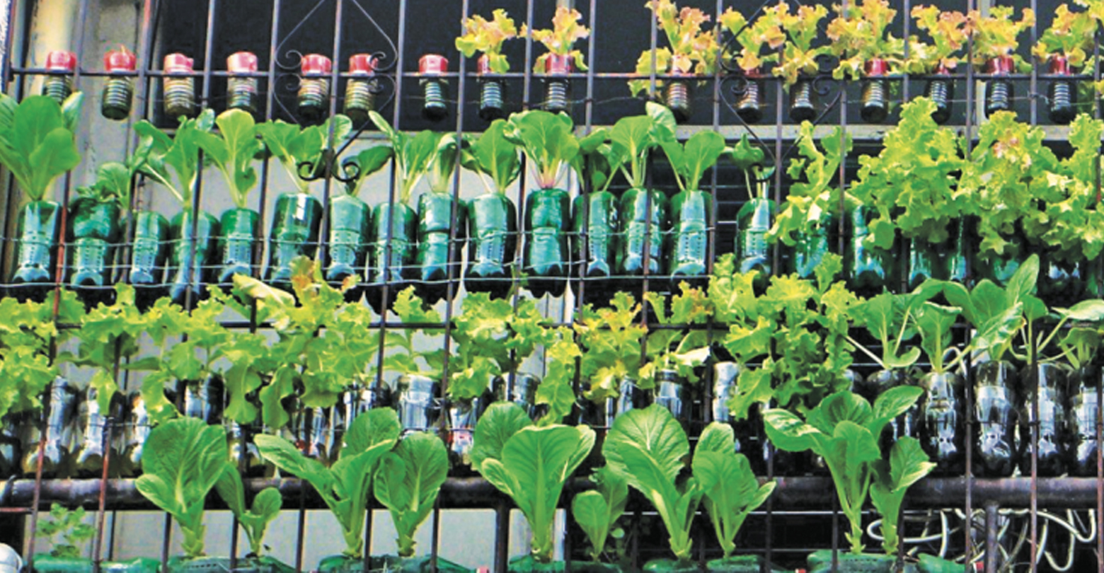 2021 A Promising Year for Urban Gardening in the PH