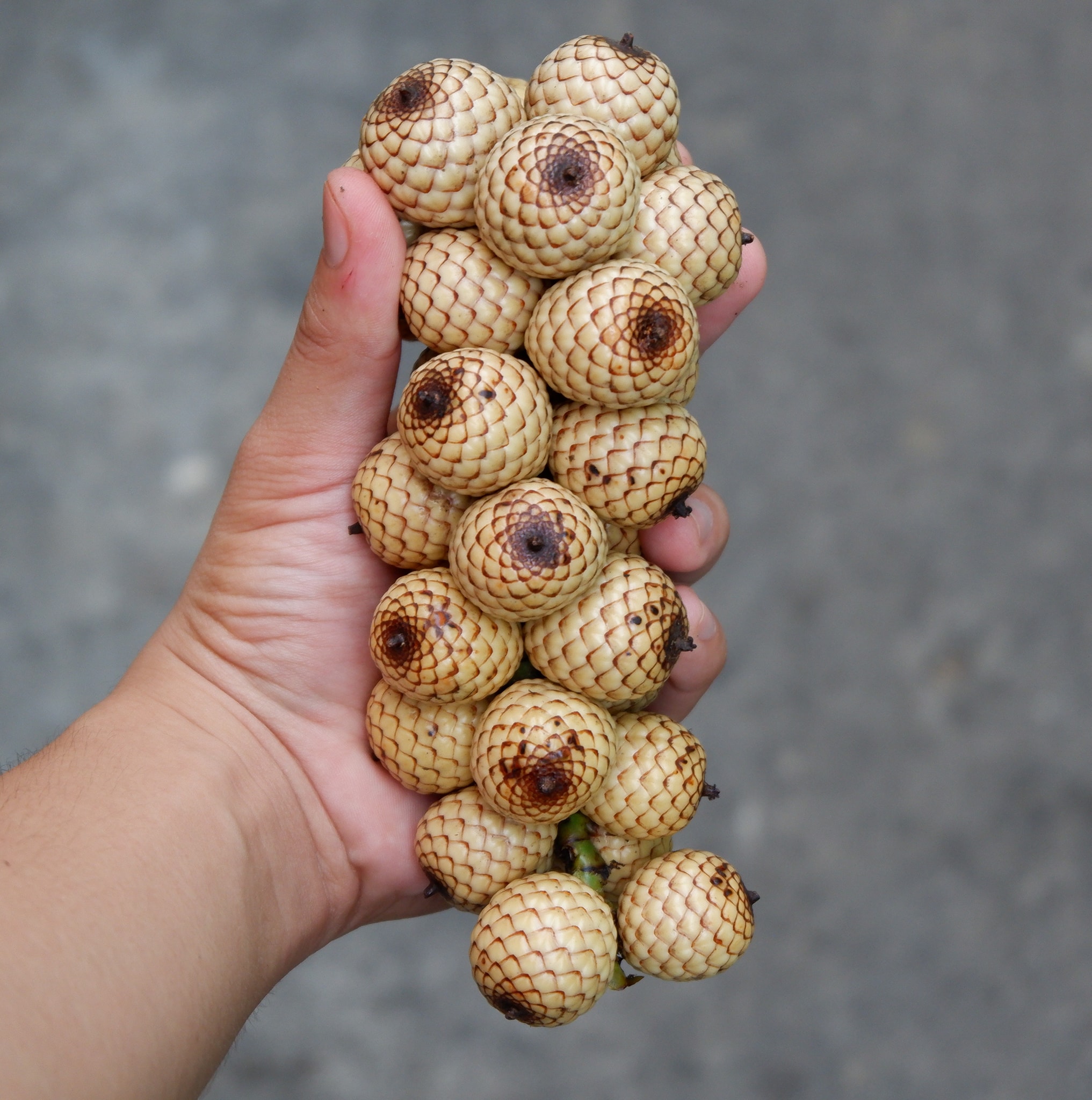 look-10-amazing-rare-philippine-fruits-you-should-know-flying-ketchup