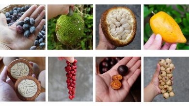 LOOK: 10 amazing rare Philippine fruits you should know!