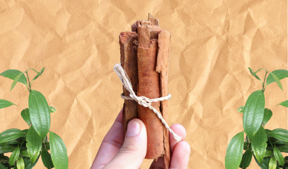 Philippine Cinnamon The underrecognized native spice Flying Ketchup