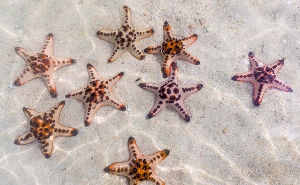 Several starfish underwater.