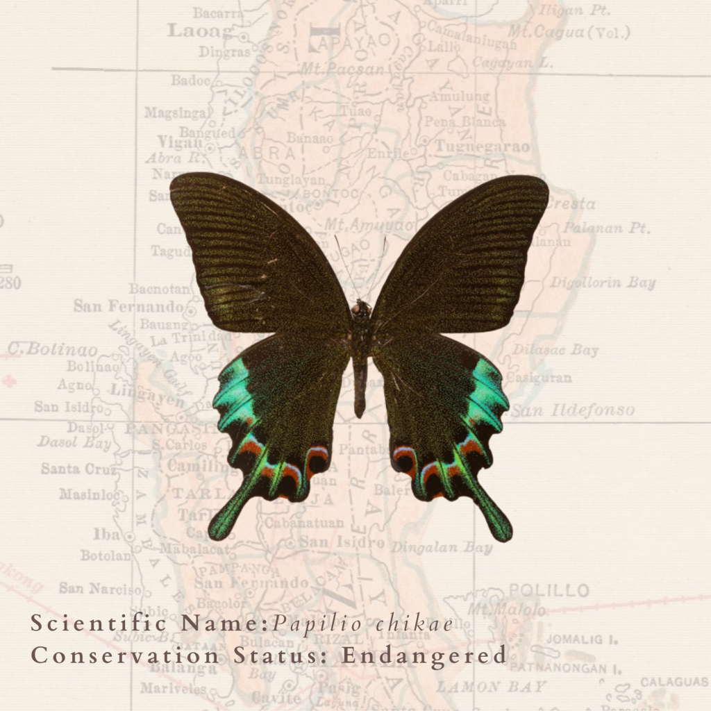 Philippine animals: a specimen of a butterfly