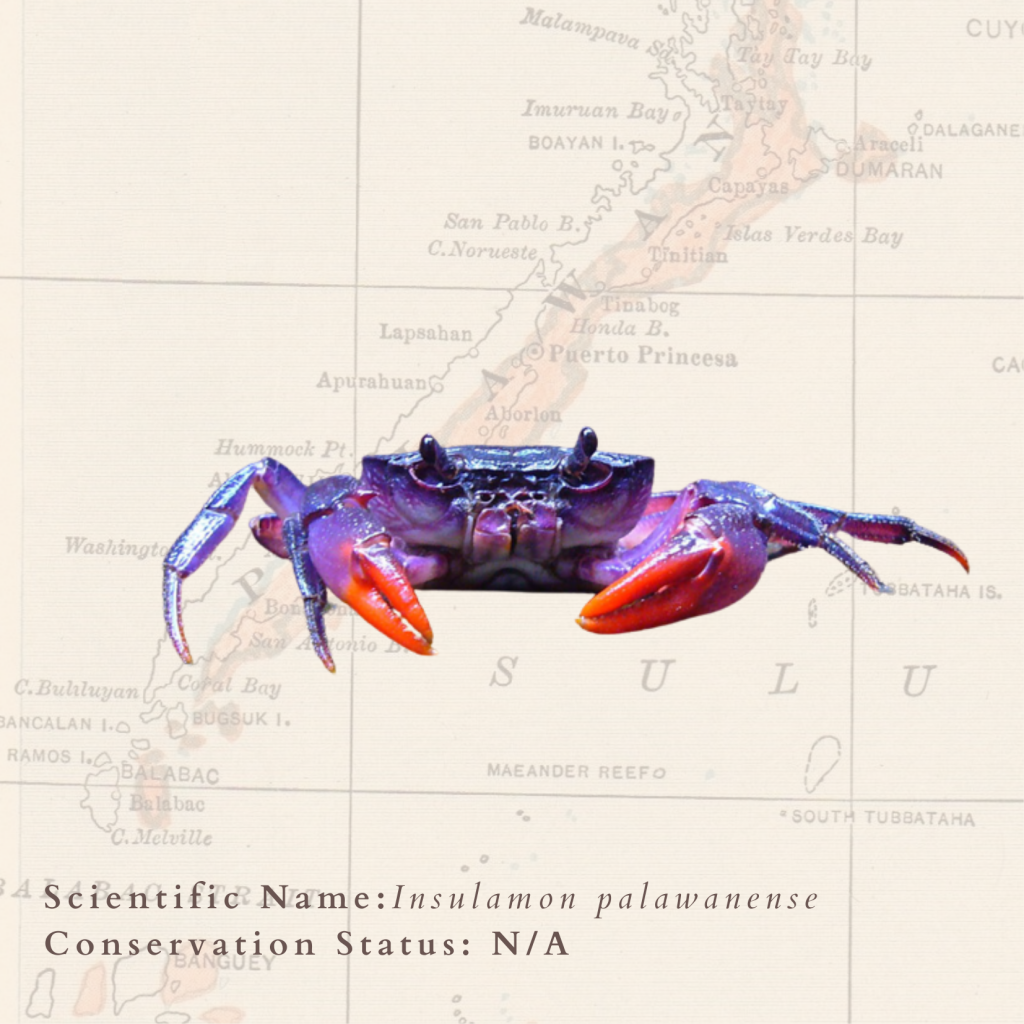 Philippine animals: purple crab from Palawan