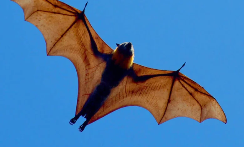 Biggest Bat Ever: The Golden-Crowned Flying Fox