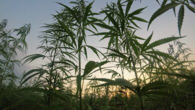 High Times: Are more PH farmers planting marijuana?