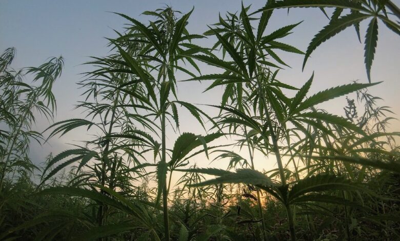 High Times: Are more PH farmers planting marijuana?