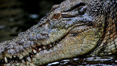 Philippine Monster Crocodiles: Journey with Giants