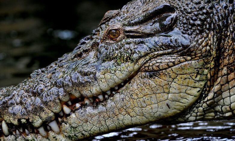 Philippine Monster Crocodiles: Journey with Giants
