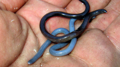 Blind Snake in PH: No Mates Required to Reproduce