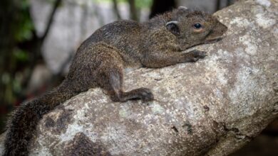 Philippine Squirrel Spotted in Ormoc