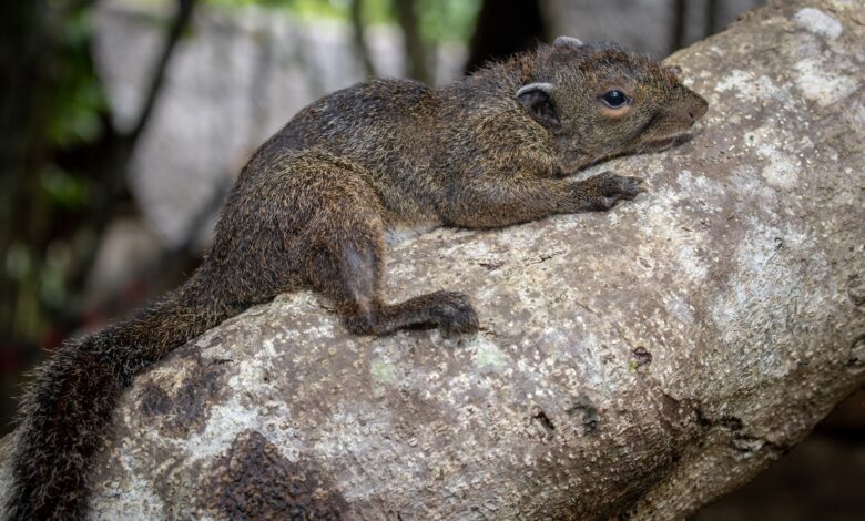 Philippine Squirrel Spotted in Ormoc