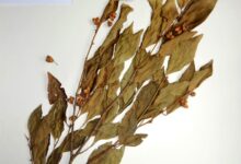 Rinorea niccolifera: A Plant Plant That Eats Metal and Soil Pollutants