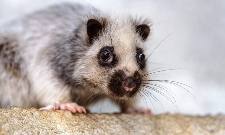 Cloud Rats Look Like Tiny Pandas