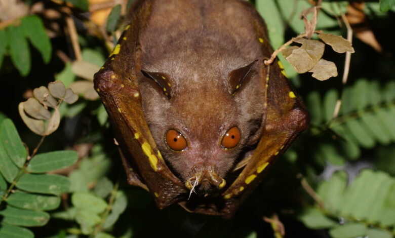 Top 5 Weirdest Creatures of the Philippines