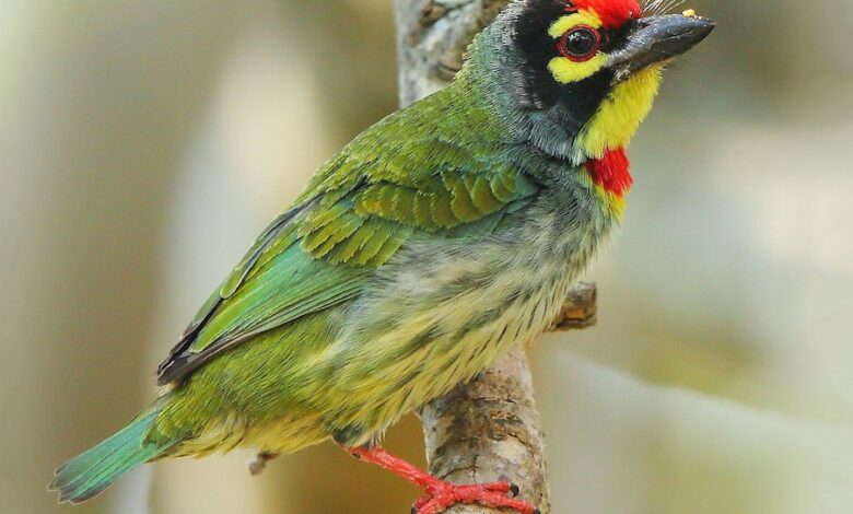 Coppersmith Barbet: The Pokpok Bird of the Philippines