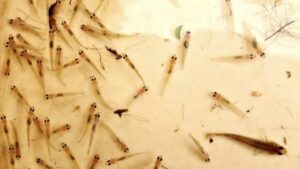 Lake Buhi: Home of the World's Smallest Fish! - Flying Ketchup