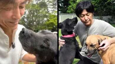Japanese Man Sells His Ferrari to Build Dog Shelter After Pet Saves His Life