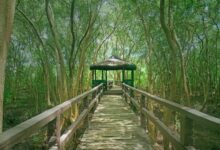 Mangroves: The Underrated Coastal Heroes We Need