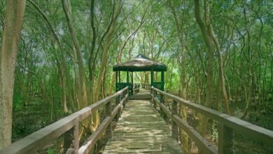 Mangroves: The Underrated Coastal Heroes We Need