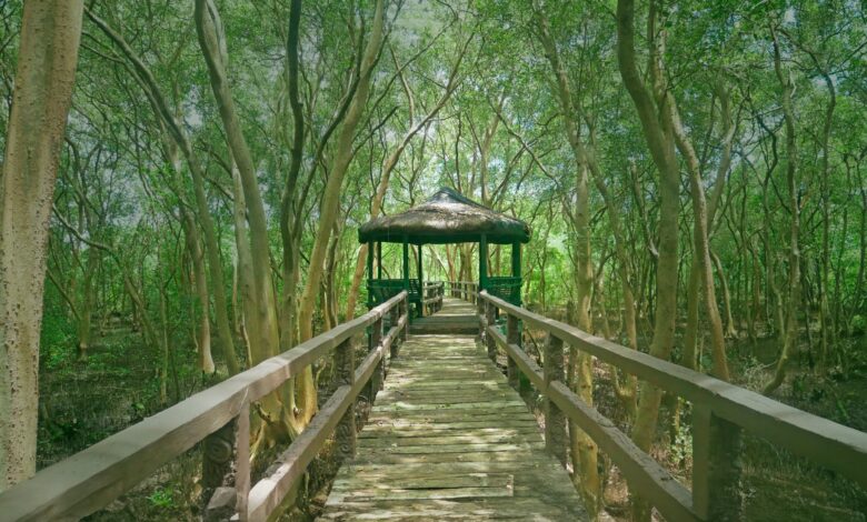 Mangroves: The Underrated Coastal Heroes We Need