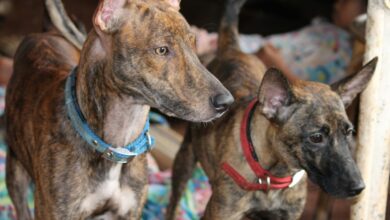 Philippine Witch Dog: The Tree-Climbing, Cobra-Hunting Dog of Mindanao