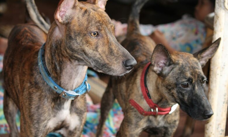 Philippine Witch Dog: The Tree-Climbing, Cobra-Hunting Dog of Mindanao