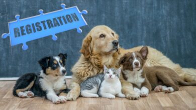 Mandatory Pet Registration in the Philippines: A Complete Guide