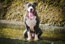 Dogfishing: Another Ick in Modern Dating