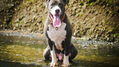 Dogfishing: Another Ick in Modern Dating