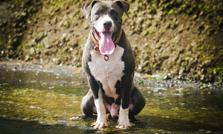 Dogfishing: Another Ick in Modern Dating